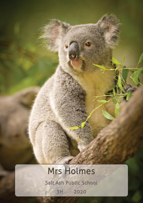 Koala - Front Cover