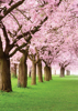 Cherry Blossom Park - Back Cover