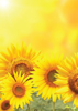 Sunflower - Back Cover
